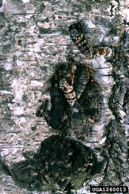 nun moth (Lymantria monacha ) on European white birch (Betula pendula ) - 1260013