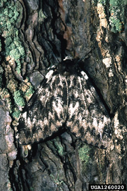 nun moth (Lymantria monacha ) on Scots pine (Pinus sylvestris ) - 1260020