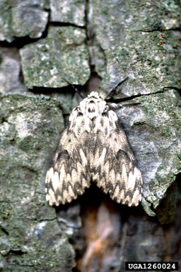 nun moth (Lymantria monacha ) on Scots pine (Pinus sylvestris ) - 1260024