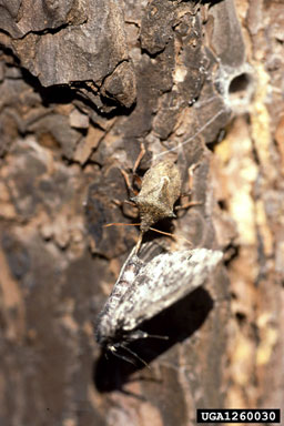 nun moth (Lymantria monacha ) on Scots pine (Pinus sylvestris ) - 1260030