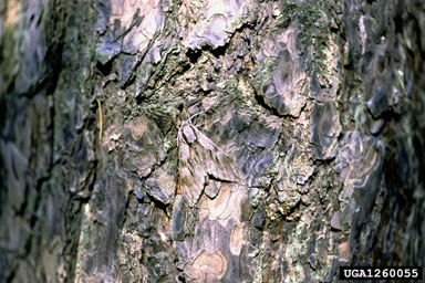 pine hawk moth (Hyloicus pinastri ) on Scots pine (Pinus sylvestris ) - 1260055