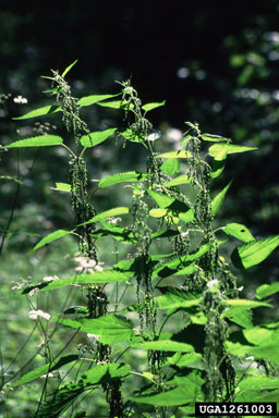 European stinging nettle , Urtica dioica ssp. dioica (Urticales: Urticaceae) - 1261003