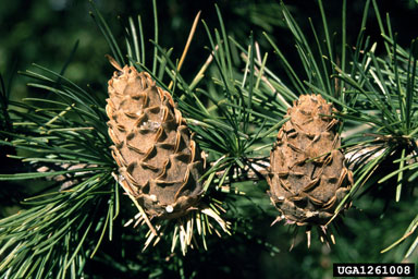 European larch, Larix decidua  (Pinales: Pinaceae) - 1261008