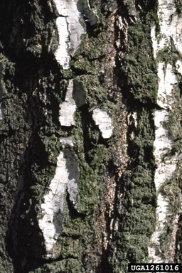 European white birch, Betula pendula  (Fagales: Betulaceae) - 1261016