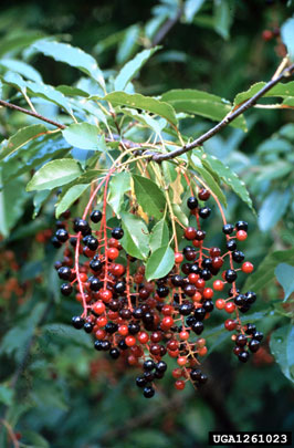 black cherry, Prunus serotina  (Rosales: Rosaceae) - 1261023