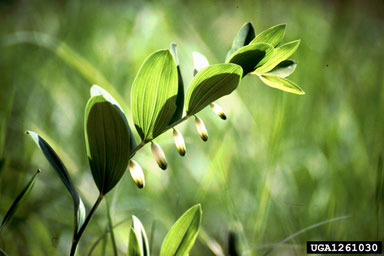 angulat Solomon's seal, Polygonatum odoratum  (Liliales: Liliaceae) - 1261030