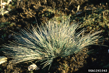 matgrass, Nardus stricta  (Cyperales: Poaceae) - 1261042