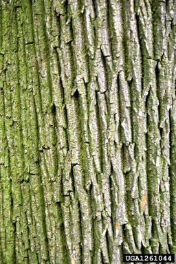 English oak, Quercus robur  (Fagales: Fagaceae) - 1261044