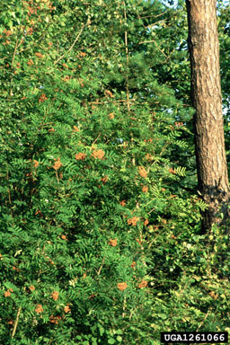 European mountain-ash, Sorbus aucuparia  (Rosales: Rosaceae) - 1261066