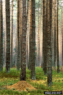 Scots pine, Pinus sylvestris  (Pinales: Pinaceae) - 1261067