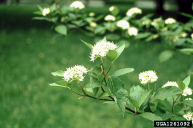bloodtwig dogwood, Cornus sanguinea  (Cornales: Cornaceae) - 1261092