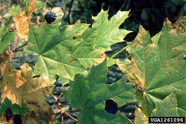 tar spot of maple (Rhytisma acerinum ) on Norway maple (Acer platanoides ) - 1261096