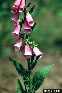 foxglove, Digitalis purpurea  (Scrophulariales: Scrophulariaceae) - 1261101