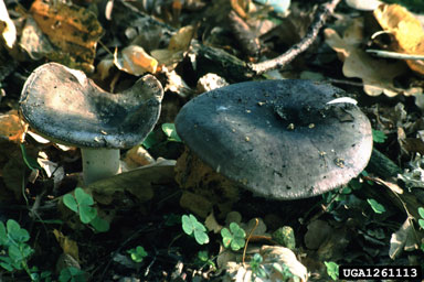 Russula mushroom, Russula ionochlora  (Agaricales: Russulaceae) - 1261113