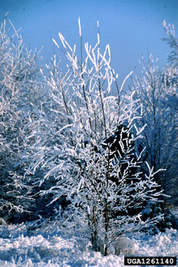 European white birch, Betula pendula  (Fagales: Betulaceae) - 1261140