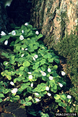 wood sorrel, Oxalis acetosella  (Geraniales: Oxalidaceae) - 1261156