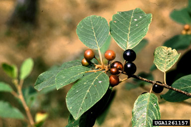 glossy buckthorn, Frangula alnus  (Rhamnales: Rhamnaceae) - 1261157