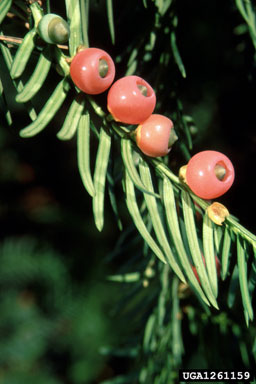 English yew, Taxus baccata  (Taxales: Taxaceae) - 1261159