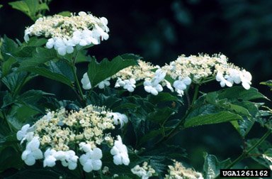 European cranberrybush, Viburnum opulus var. opulus (Dipsacales: Caprifoliaceae) - 1261162