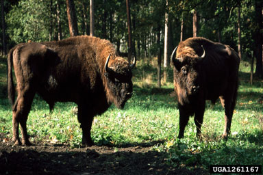 European bison, Bison bonasus  (Artiodactyla: Bovidae) - 1261167