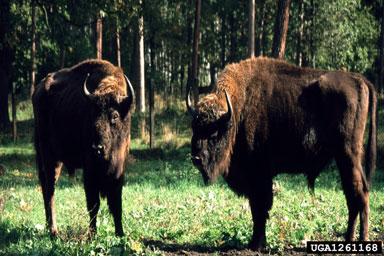 European bison, Bison bonasus  (Artiodactyla: Bovidae) - 1261168