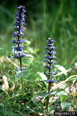 carpet bugle, Ajuga reptans  (Lamiales: Lamiaceae) - 1261170
