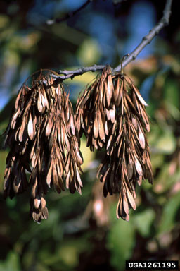 European ash, Fraxinus excelsior  (Scrophulariales: Oleaceae) - 1261195