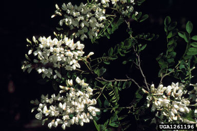 black locust, Robinia pseudoacacia  (Fabales: Fabaceae (Leguminosae)) - 1261196