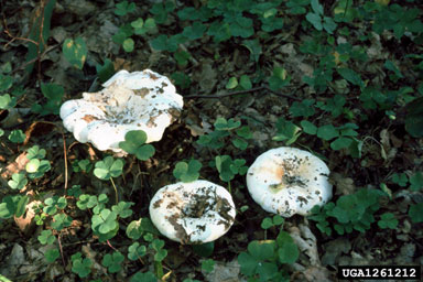 fleecy milk-cap, Lactarius vellereus var. vellereus (Agaricales: Russulaceae) - 1261212