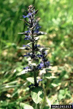 carpet bugle, Ajuga reptans  (Lamiales: Lamiaceae) - 1261213