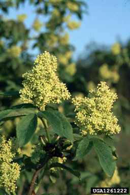 red elderberry, Sambucus racemosa  (Dipsacales: Caprifoliaceae) - 1261222