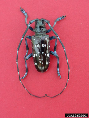 Asian longhorned beetle, Anoplophora glabripennis  (Coleoptera: Cerambycidae) - 1262001