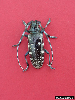 Asian longhorned beetle, Anoplophora glabripennis  (Coleoptera: Cerambycidae) - 1262002