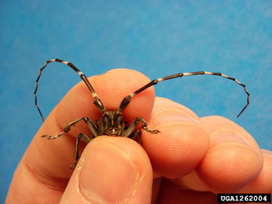 Asian longhorned beetle, Anoplophora glabripennis  (Coleoptera: Cerambycidae) - 1262004