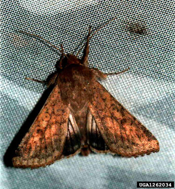 old world bollworm, cotton bollworm, Helicoverpa armigera  (Lepidoptera: Noctuidae) - 1262034