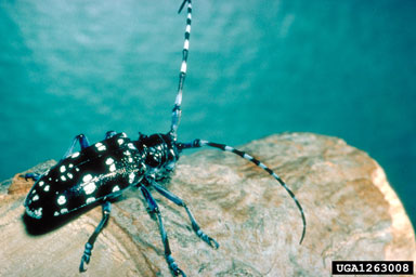 citrus longhorned beetle, Anoplophora chinensis  (Coleoptera: Cerambycidae) - 1263008