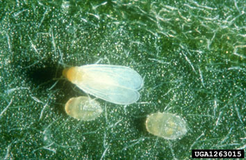 greenhouse whitefly, Trialeurodes vaporariorum  (Hemiptera: Aleyrodidae) - 1263015