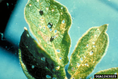 tuber flea beetle (Epitrix tuberis ) on potato (Solanum tuberosum ) - 1263025