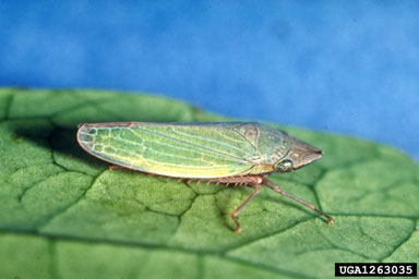 grass sharpshooter, Draeculacephala minerva  (Hemiptera: Cicadellidae) - 1263035