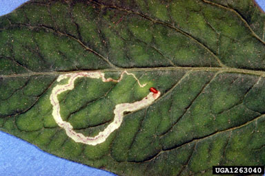 tomato leaf miner, Liriomyza bryoniae  (Diptera: Agromyzidae) - 1263040