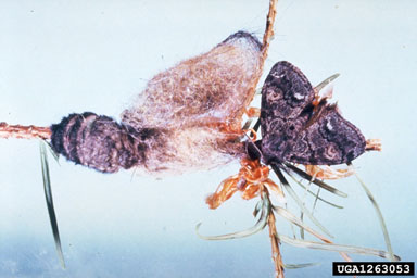 Douglas-fir tussock moth, Orgyia pseudotsugata  (Lepidoptera: Lymantriidae) - 1263053