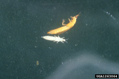 melon thrips, Thrips palmi  (Thysanoptera: Thripidae) - 1263064