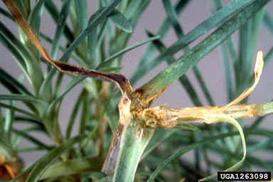 bacteria wilt and soft rot (Dickeya chrysanthemi ) on carnation (Dianthus spp. ) - 1263098