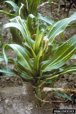 Stewart's wilt (Pantoea stewartii ssp. stewartii) on corn (Zea mays ) - 1263103