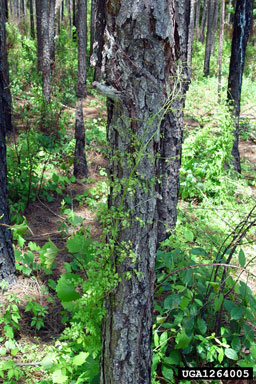 Japanese climbing fern, Lygodium japonicum  (Polypodiales: Lygodiaceae) - 1264005