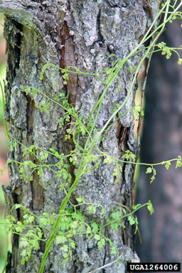 Japanese climbing fern, Lygodium japonicum  (Polypodiales: Lygodiaceae) - 1264006