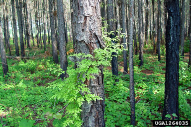 Japanese climbing fern, Lygodium japonicum  (Polypodiales: Lygodiaceae) - 1264035