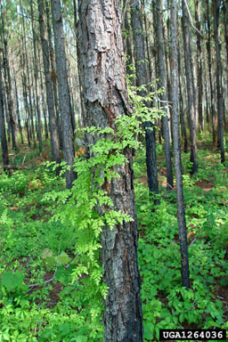 Japanese climbing fern, Lygodium japonicum  (Polypodiales: Lygodiaceae) - 1264036