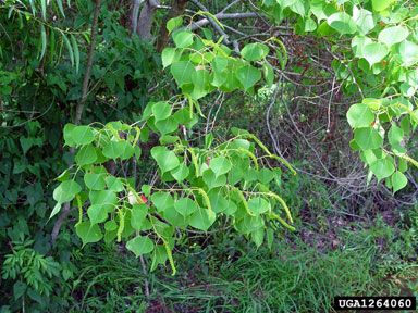 Chinese tallowtree, Triadica sebifera  (Euphorbiales: Euphorbiaceae) - 1264060