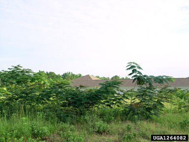 mimosa, Albizia julibrissin  (Fabales: Fabaceae (Leguminosae)) - 1264082